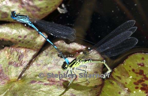 damselflies 5 graphic